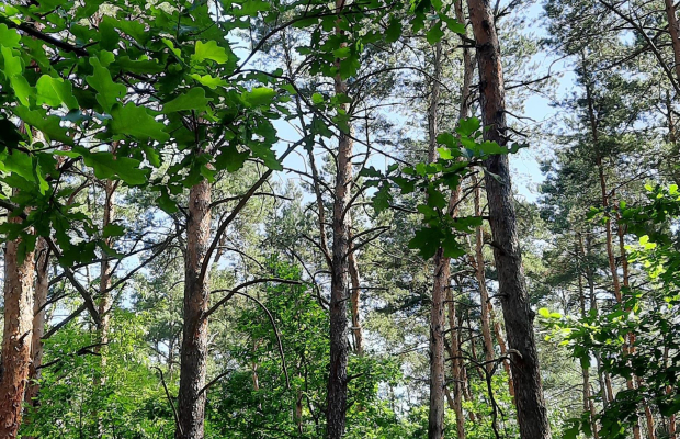 Działka w Józefowie z Planem zagospodarowania