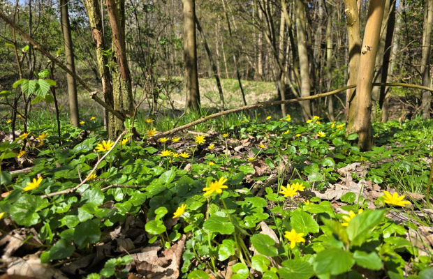 Duża działka w otoczeniu lasu, 3,5 km od jeziora