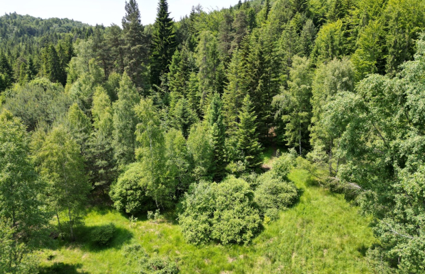 Na sprzedaż łąka + teren leśny