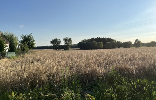 Dwie działki rolne z WZ w Helenowie gm. Policzna.