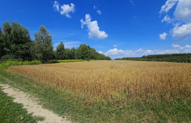 Karczmiska Drugie - ponad 33ar działki rolnej