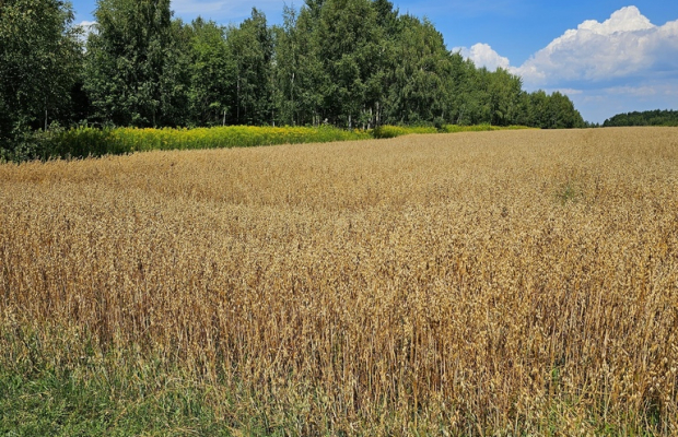 Karczmiska Drugie - ponad 33ar działki rolnej