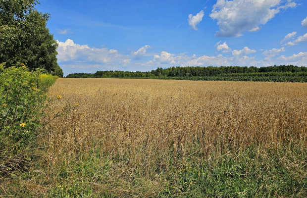 Karczmiska Drugie - ponad 33ar działki rolnej