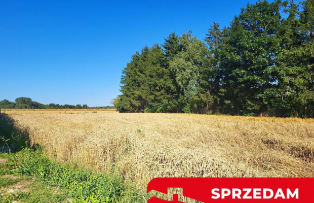 Ustawna działka budowlana 15ar - Zemborzyce Dolne