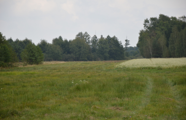 Działka rolna, Brzeźnica Książęca Kolonia, 1,77 ha