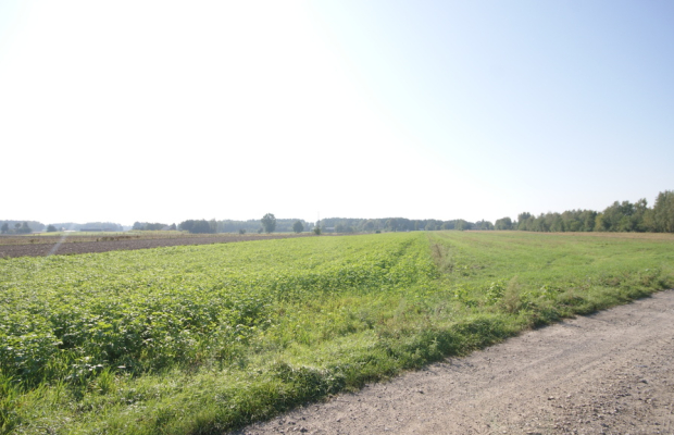 Działka rolno budowlana 96a Rudka Gołębska