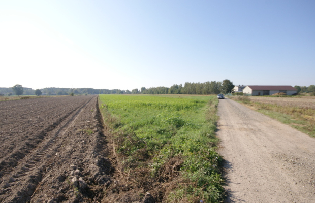 Działka rolno budowlana 96a Rudka Gołębska