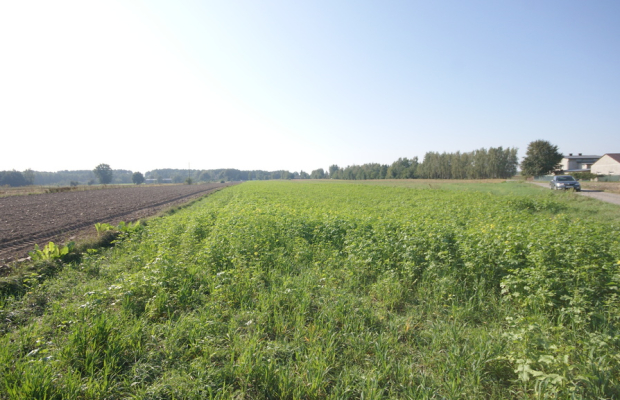 Działka rolno budowlana 96a Rudka Gołębska