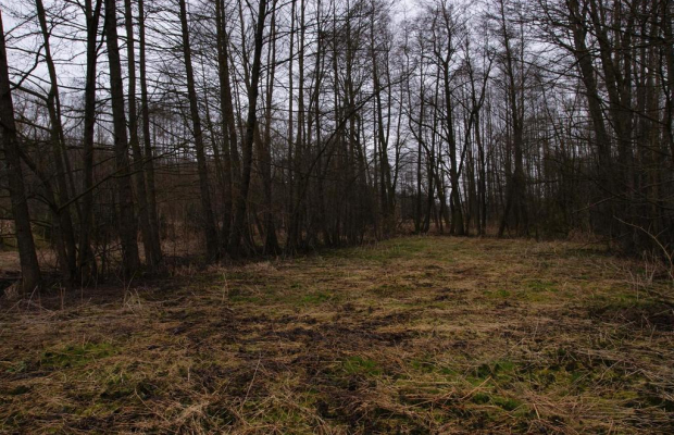 Siedlisko w Wąwolnicy.