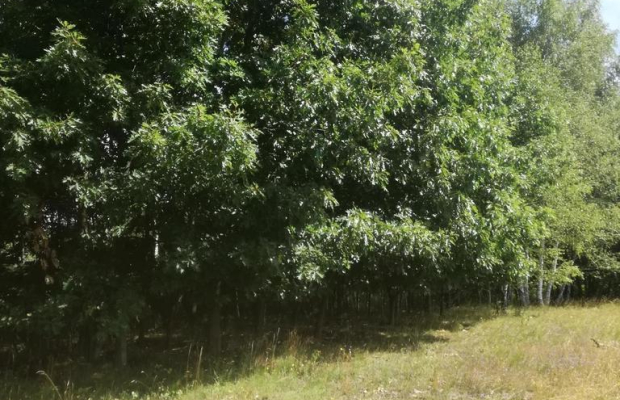 Kolonia Garbatówka, działka rolna, 3,18 ha!!