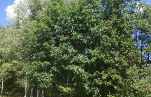 Kolonia Garbatówka, działka rolna, 3,18 ha!!