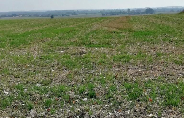 Działka inwestycyjna 4,5 ha bezpośrednio przy S12