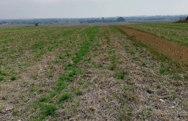 Działka inwestycyjna 4,5 ha bezpośrednio przy S12