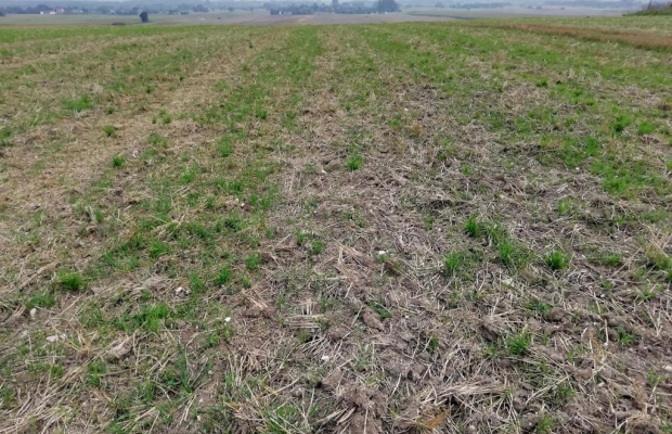 Działka inwestycyjna 4,5 ha bezpośrednio przy S12