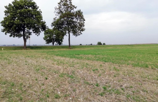 Działka inwestycyjna 4,5 ha bezpośrednio przy S12