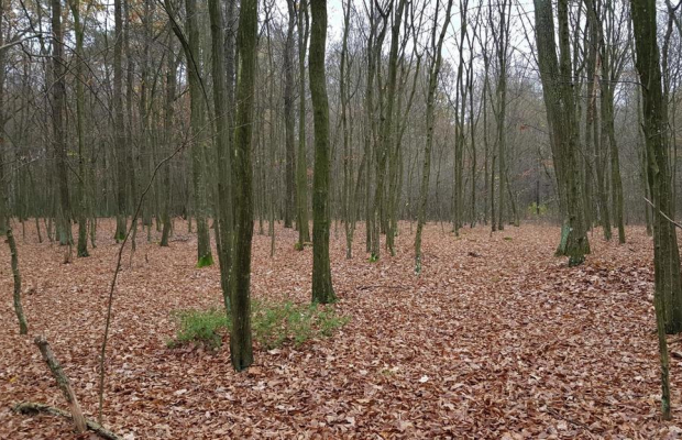 Przepiękny las w miejscowości Samoklęski