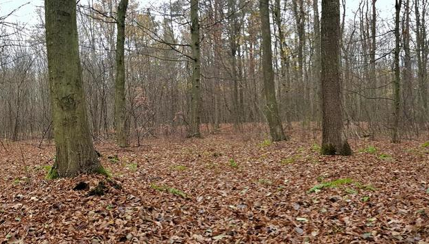 Przepiękny las w miejscowości Samoklęski