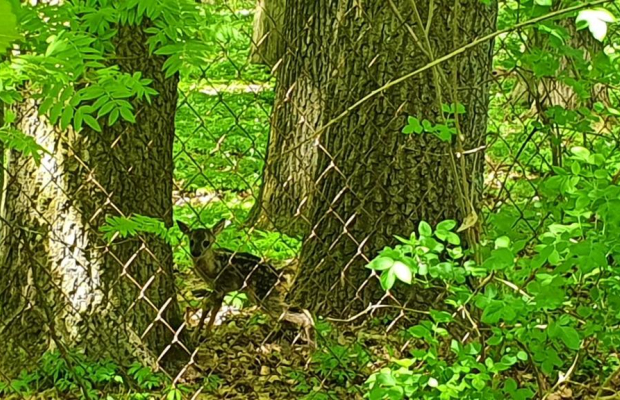 Działka, Zemborzyce Tereszyńskie, 57 ar