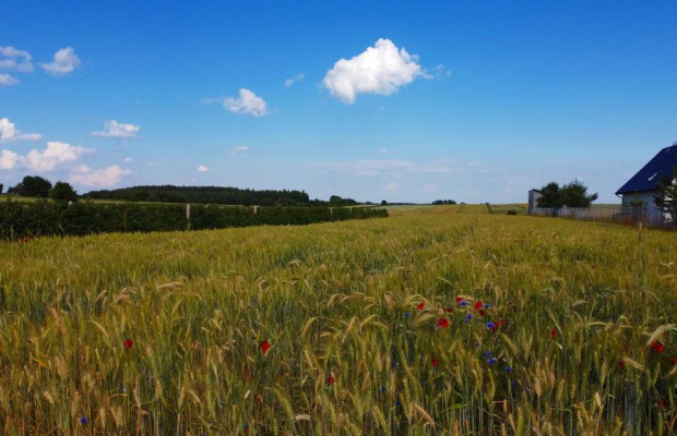 Borów Kol. Duża działka z możliwością uzyskania WZ