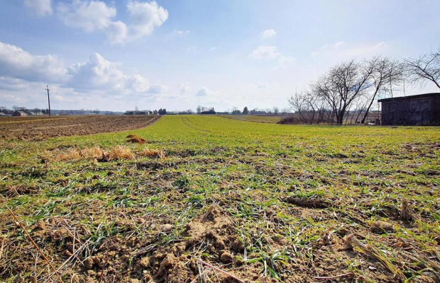 Działka pod zabudowę - Miłocin Kolonia - 47ar