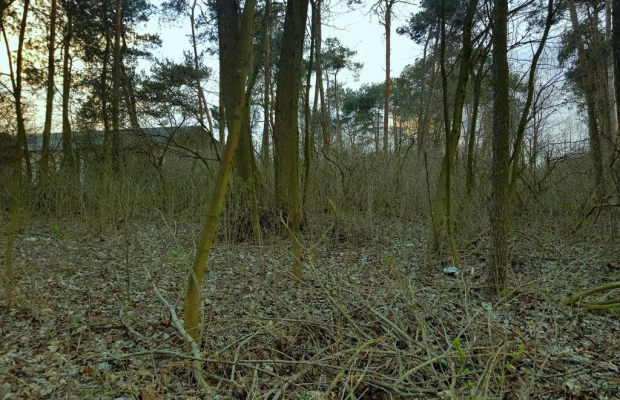 Kocianów - działka leśna - 33 ar