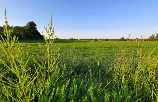 Działka 30ar nieopodal Lublina - Miłocin