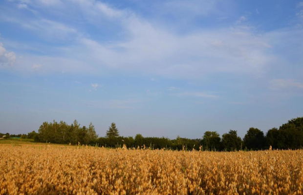 Działka rolna jako inwestycja Marysin!