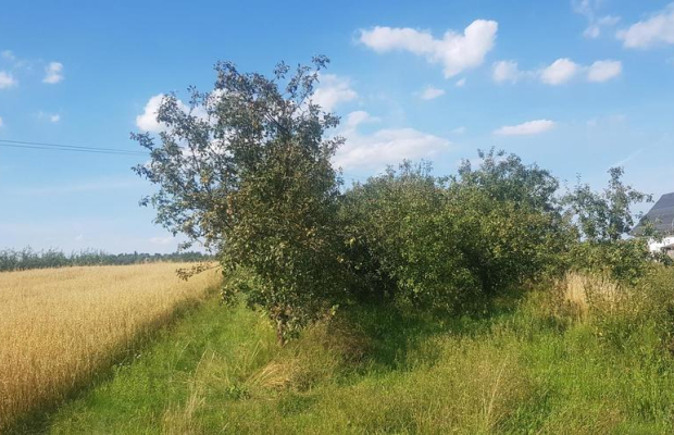 Atrakcyjne siedlisko 53 ar ziemi pod Kazimierzem
