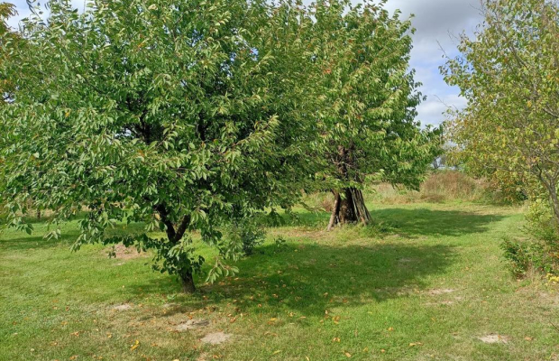 Duża działka z budynkiem w Leokadiowie gm. Puławy.