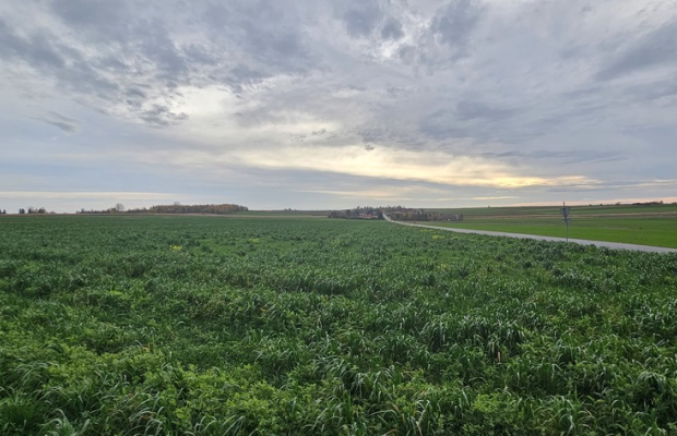 Działka, Zalesie, Wilkołaz, 11 ar, budowlana