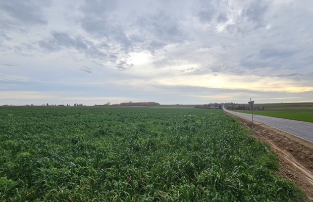 Działka, Zalesie, Wilkołaz, 11 ar, budowlana