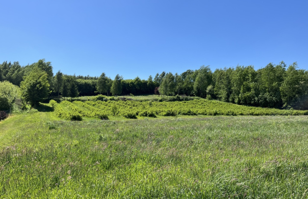 Działka 3580 m2 w Kazimierzu Dolnym 4 km od rynku.