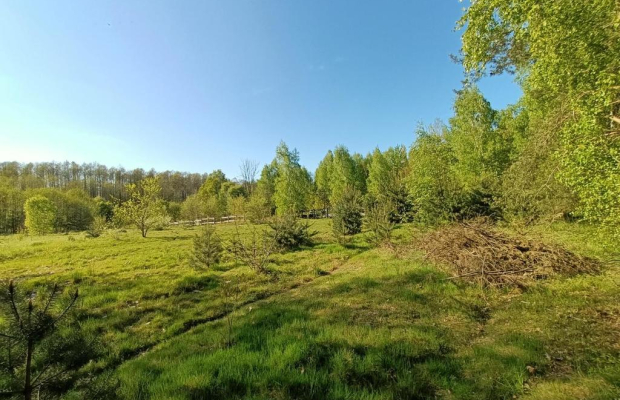 Dom na działce 4200 m2 w Gródku gm. Policzna.