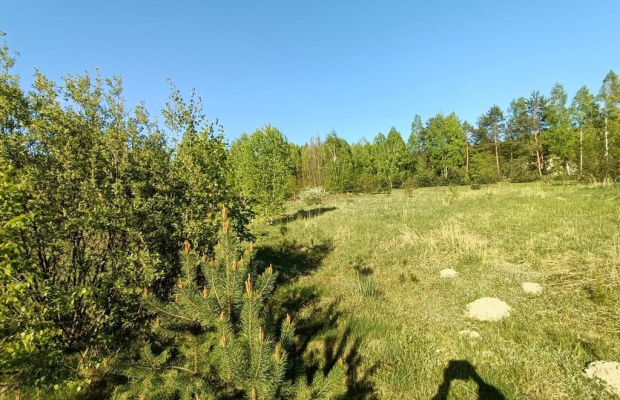 Dom na działce 4200 m2 w Gródku gm. Policzna.