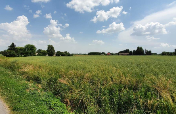 Piękna, duża działka w spokojnej okolicy - Pólko