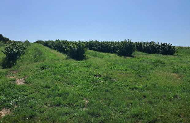 Gm. Rybczewice - Częstoborowice -siedlisko - 20ar