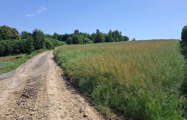 Gm. Rybczewice - Częstoborowice -siedlisko - 20ar
