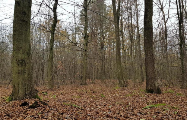 Przepiękny las w miejscowości Samoklęski