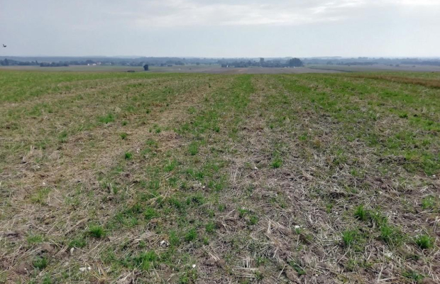 Działka inwestycyjna 4,5 ha bezpośrednio przy S12
