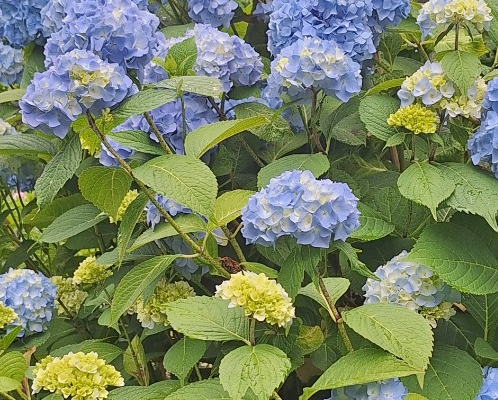 Hortensje ogrodowe