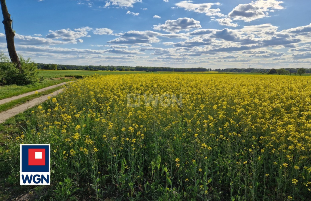 Dzikowice, działka budowlana 1114 m2, cena 66 840 zł, sprzedam.  
  
Na sprzedaż działka budowlana o powierzchni 11 ar, w spoko