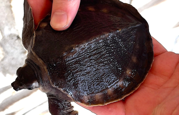 żółw nowogwinejski (Carettochelys insculpta) na sprzedaż
