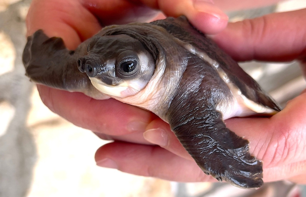 żółw nowogwinejski (Carettochelys insculpta) na sprzedaż