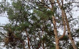 działka w Michalinie