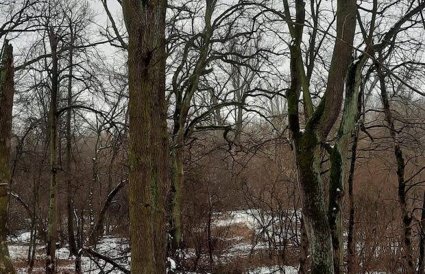 Piękna działka z WZ dla dwóch domów