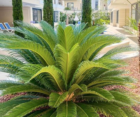 Apartamenty blisko słynnej plaży "Kleopatra"