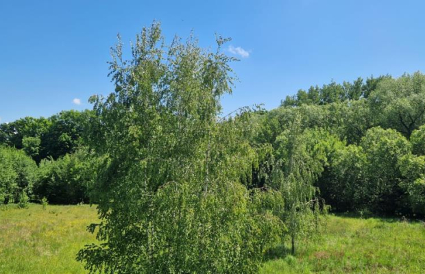 Działka 0,98 Ha możliwość zabudowy