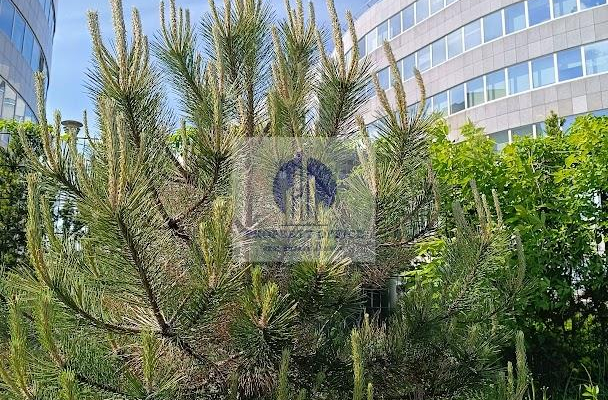 Ochota: lokal biurowo-usługowy na wynajem