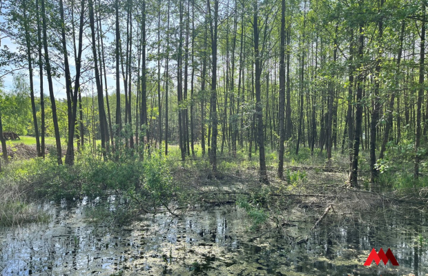 Działka Osiek /Szpetal Górny  pow: 2888 m2 