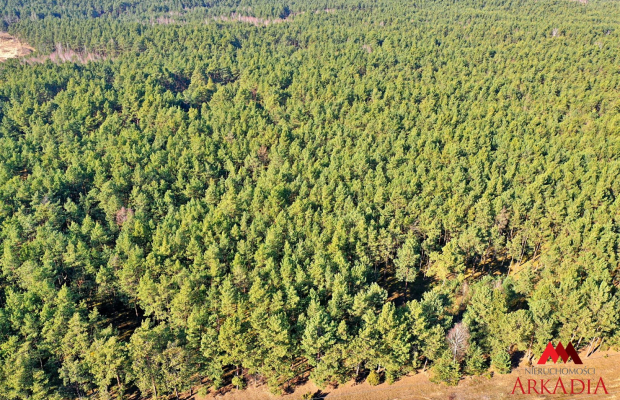 Działka las iglasty 40-50 letni, Bobrownickie Pole